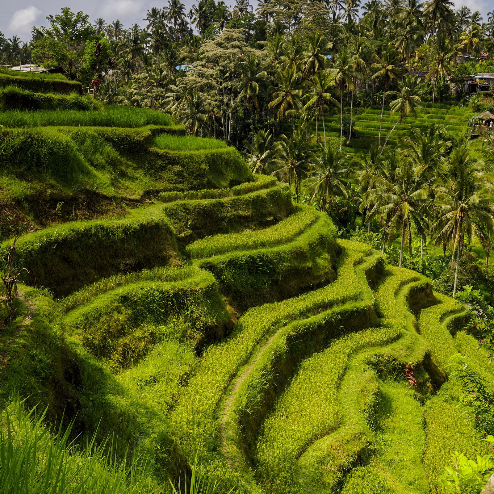 Natural daylight photograph of green Tegalalang rice terraces in Bali