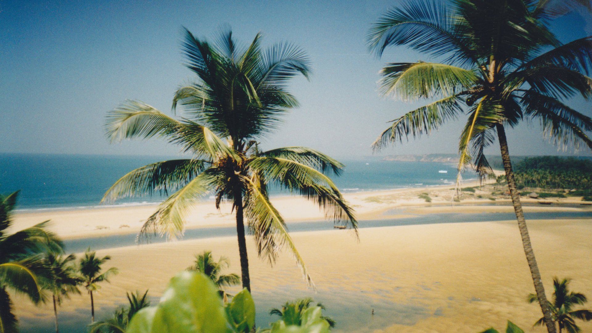 Goa palm beach at sunset